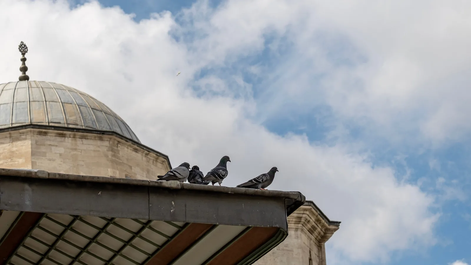 Pigeons posés sur la corniche d’un bâtiment ancien, près d’un dôme en plomb